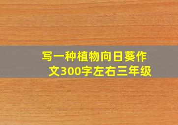 写一种植物向日葵作文300字左右三年级