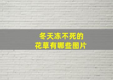 冬天冻不死的花草有哪些图片