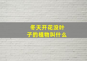 冬天开花没叶子的植物叫什么