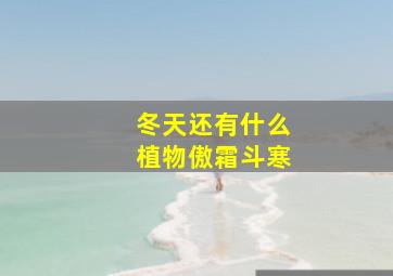 冬天还有什么植物傲霜斗寒