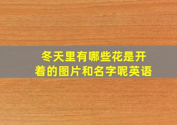 冬天里有哪些花是开着的图片和名字呢英语