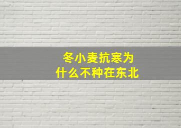 冬小麦抗寒为什么不种在东北