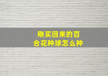 刚买回来的百合花种球怎么种