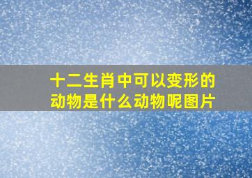 十二生肖中可以变形的动物是什么动物呢图片