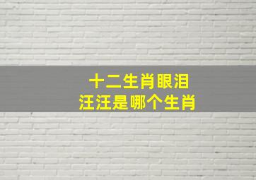 十二生肖眼泪汪汪是哪个生肖