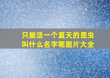 只能活一个夏天的昆虫叫什么名字呢图片大全