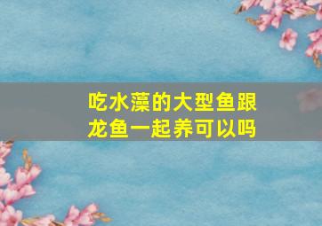 吃水藻的大型鱼跟龙鱼一起养可以吗