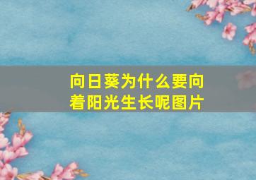 向日葵为什么要向着阳光生长呢图片