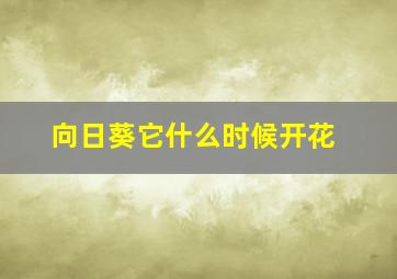 向日葵它什么时候开花