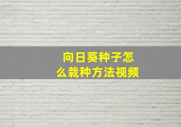 向日葵种子怎么栽种方法视频