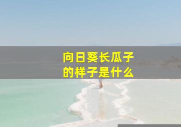 向日葵长瓜子的样子是什么