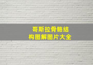 哥斯拉骨骼结构图解图片大全