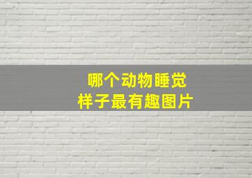 哪个动物睡觉样子最有趣图片