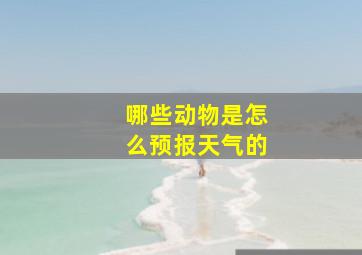 哪些动物是怎么预报天气的