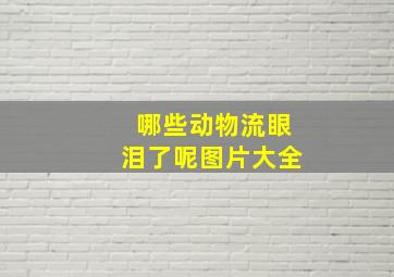 哪些动物流眼泪了呢图片大全