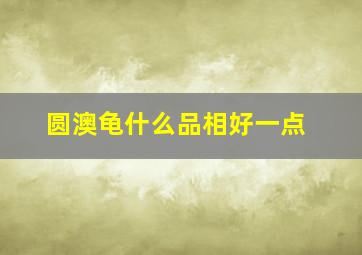 圆澳龟什么品相好一点