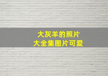 大灰羊的照片大全集图片可爱