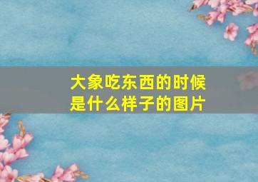 大象吃东西的时候是什么样子的图片