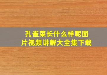 孔雀菜长什么样呢图片视频讲解大全集下载