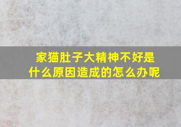 家猫肚子大精神不好是什么原因造成的怎么办呢