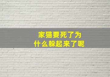 家猫要死了为什么躲起来了呢