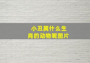 小丑属什么生肖的动物呢图片