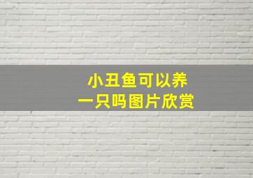 小丑鱼可以养一只吗图片欣赏