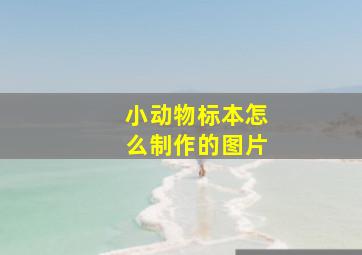 小动物标本怎么制作的图片