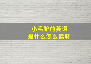 小毛驴的英语是什么怎么读啊