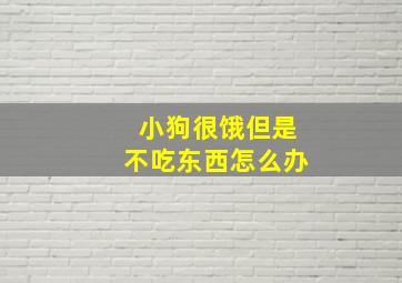 小狗很饿但是不吃东西怎么办