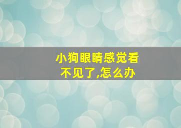 小狗眼睛感觉看不见了,怎么办