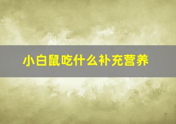 小白鼠吃什么补充营养