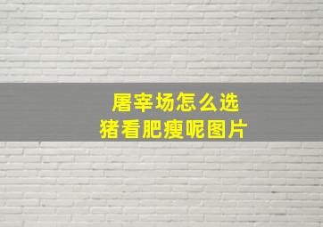 屠宰场怎么选猪看肥瘦呢图片