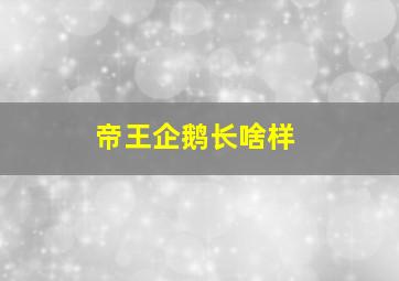 帝王企鹅长啥样