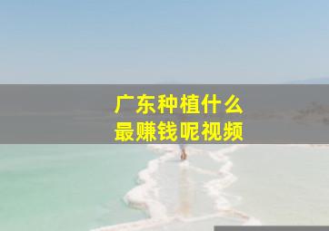 广东种植什么最赚钱呢视频