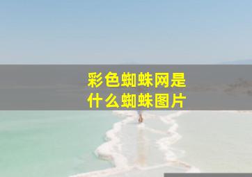 彩色蜘蛛网是什么蜘蛛图片