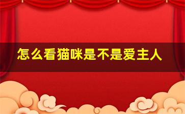 怎么看猫咪是不是爱主人