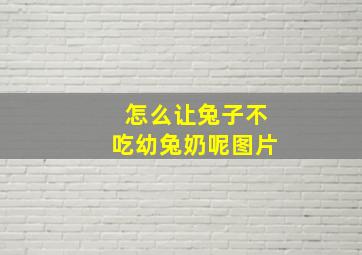 怎么让兔子不吃幼兔奶呢图片