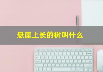 悬崖上长的树叫什么