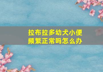 拉布拉多幼犬小便频繁正常吗怎么办