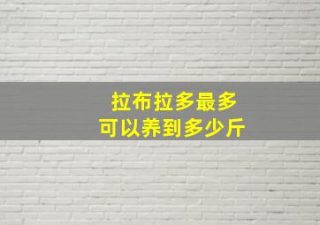 拉布拉多最多可以养到多少斤