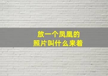 放一个凤凰的照片叫什么来着