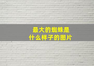 最大的蜘蛛是什么样子的图片