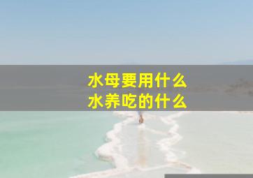 水母要用什么水养吃的什么