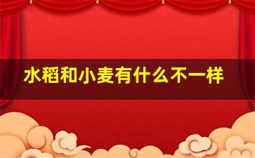 水稻和小麦有什么不一样