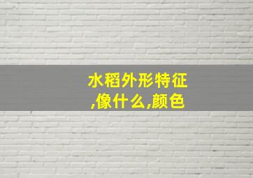 水稻外形特征,像什么,颜色