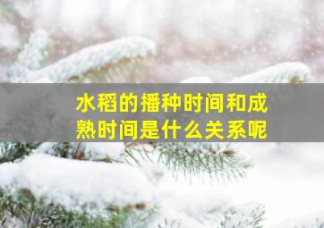 水稻的播种时间和成熟时间是什么关系呢