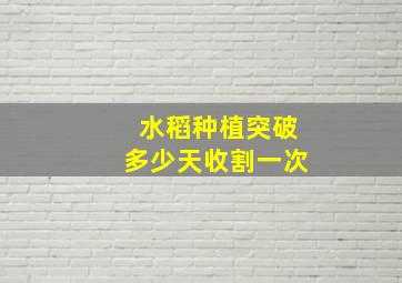 水稻种植突破多少天收割一次