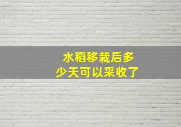 水稻移栽后多少天可以采收了