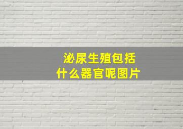 泌尿生殖包括什么器官呢图片